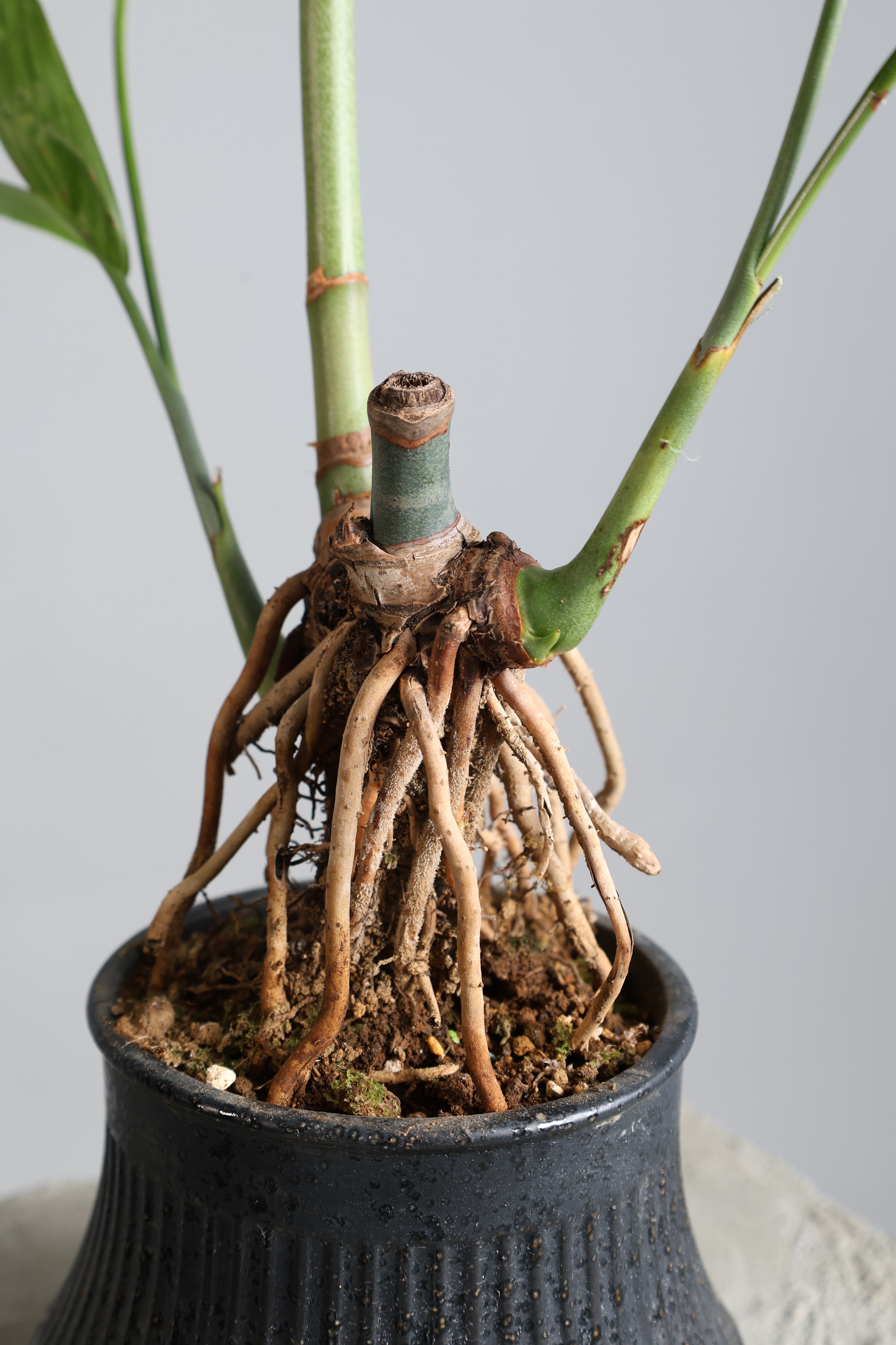 ヒカゲヘゴ　苗木　6号ポット　レア観葉植物　風水　古代植物　　リラックス効果 ヒカゲヘゴ 苗木 6号ポット レア観葉植物 風水 古代植物
