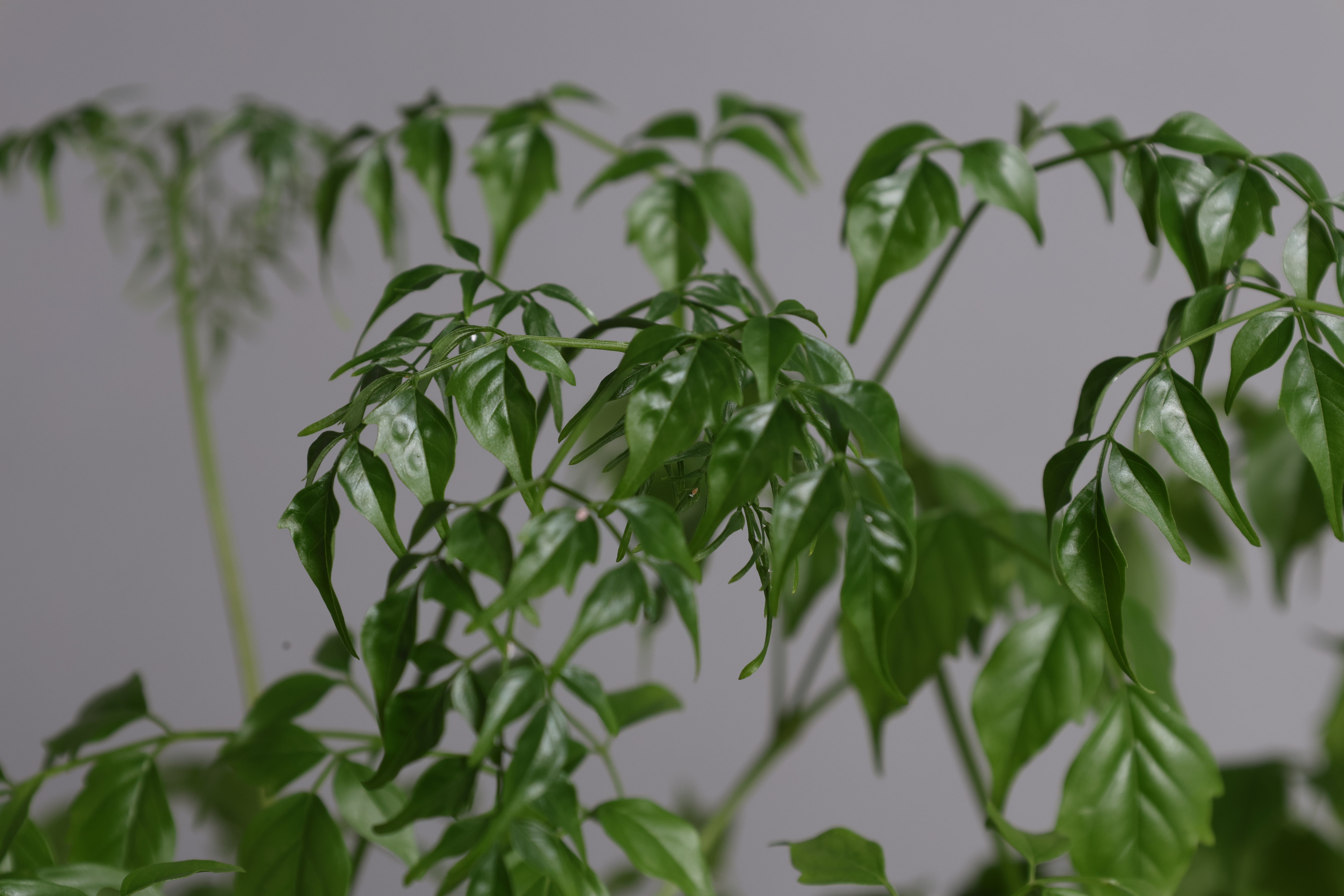 ステレオスペルマム – 樹利丸 園芸店