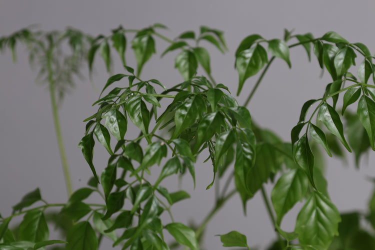 ステレオスペルマム