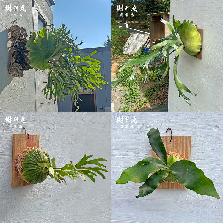 ビカクシダ