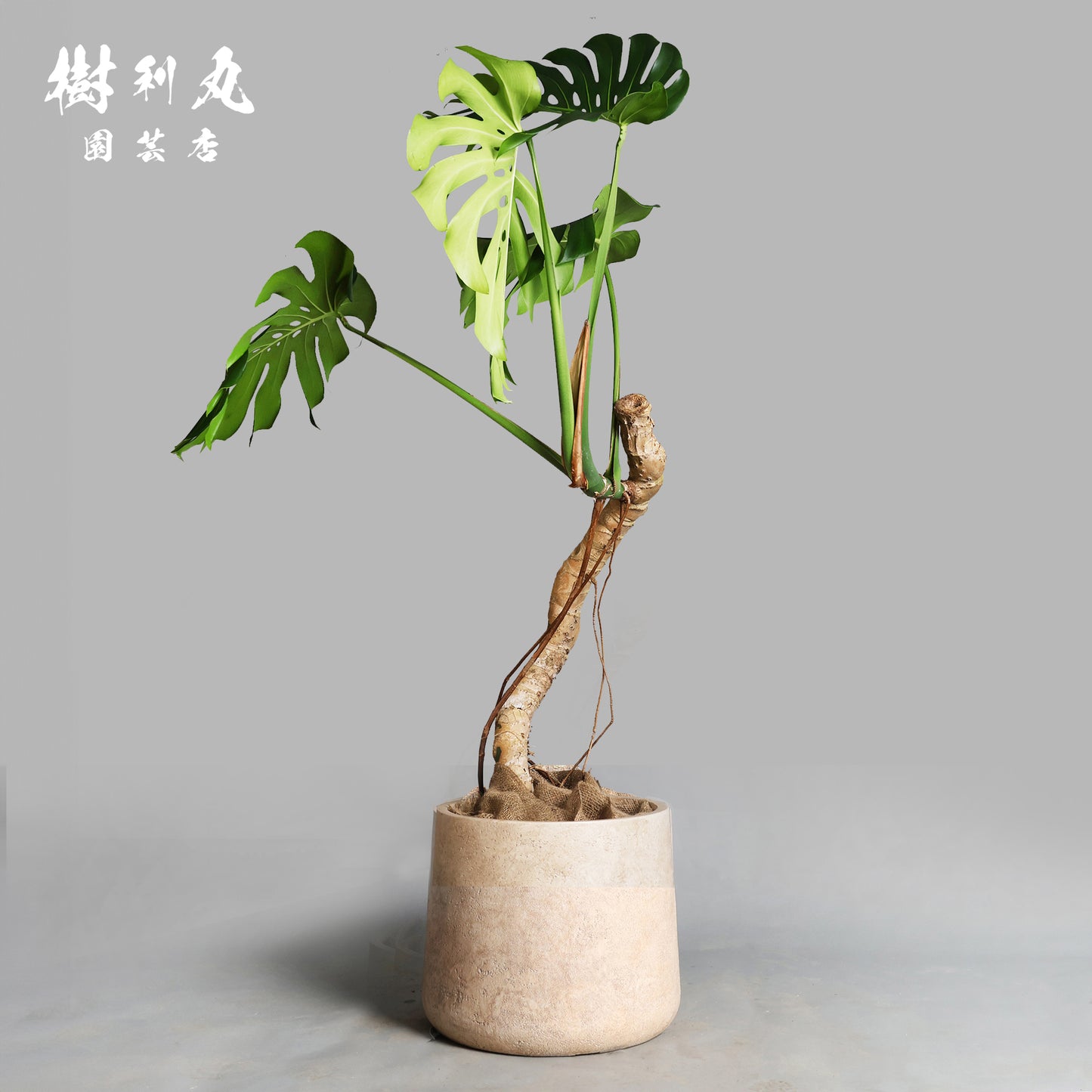 至高の木化 - モンステラ