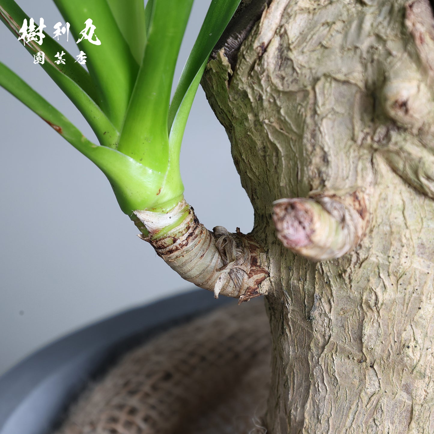 傷が、次の芽を生む- ドラセナ・パラオ