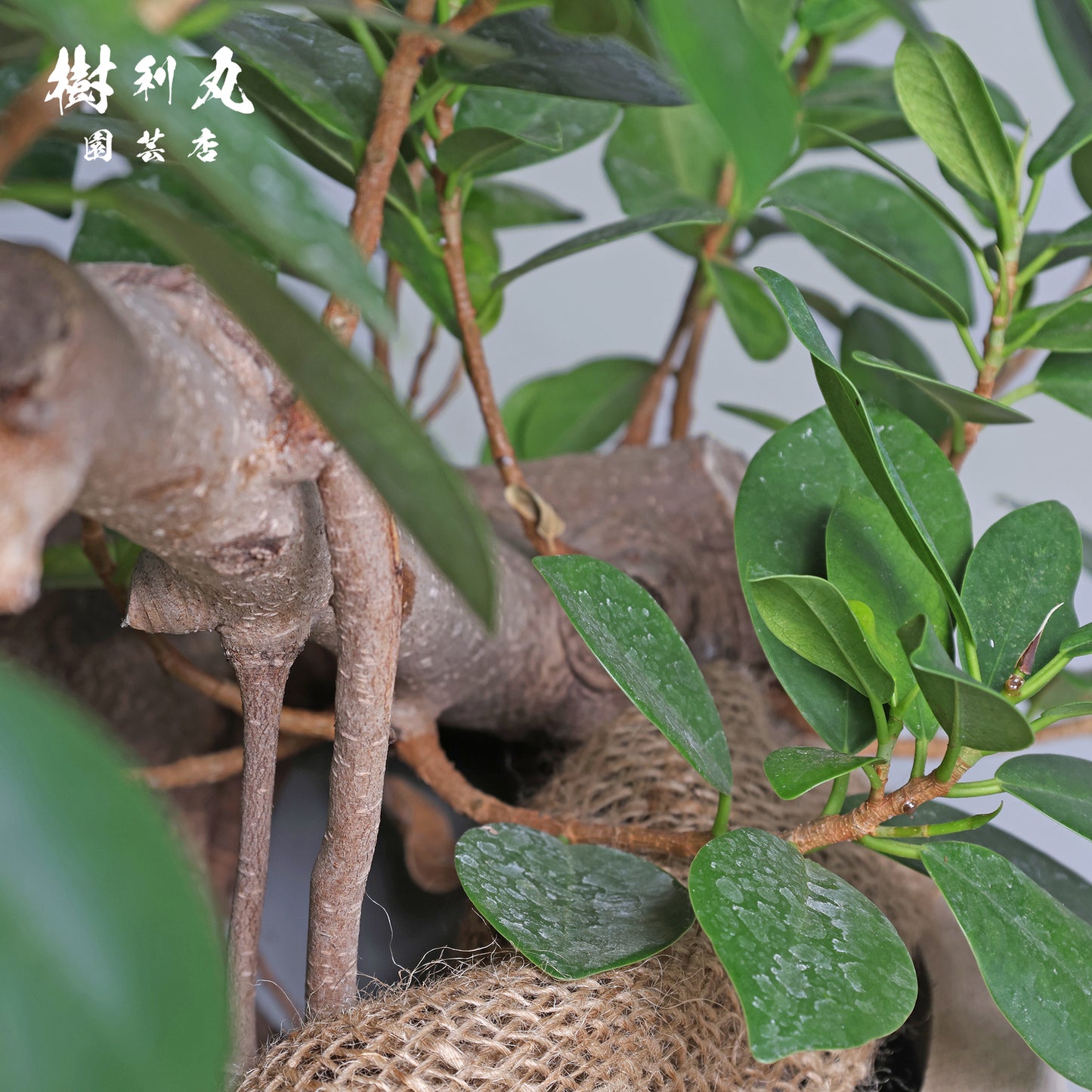 見えない根ほど折れない- ガジュマル