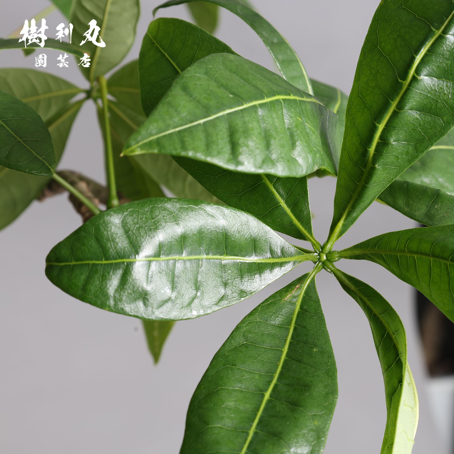 余力が未来を支える - パキラ