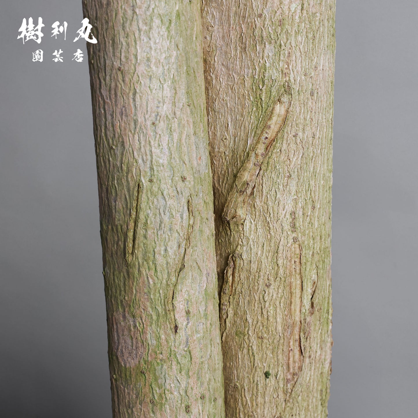 己のかたちで、立てばいい - ドラセナ