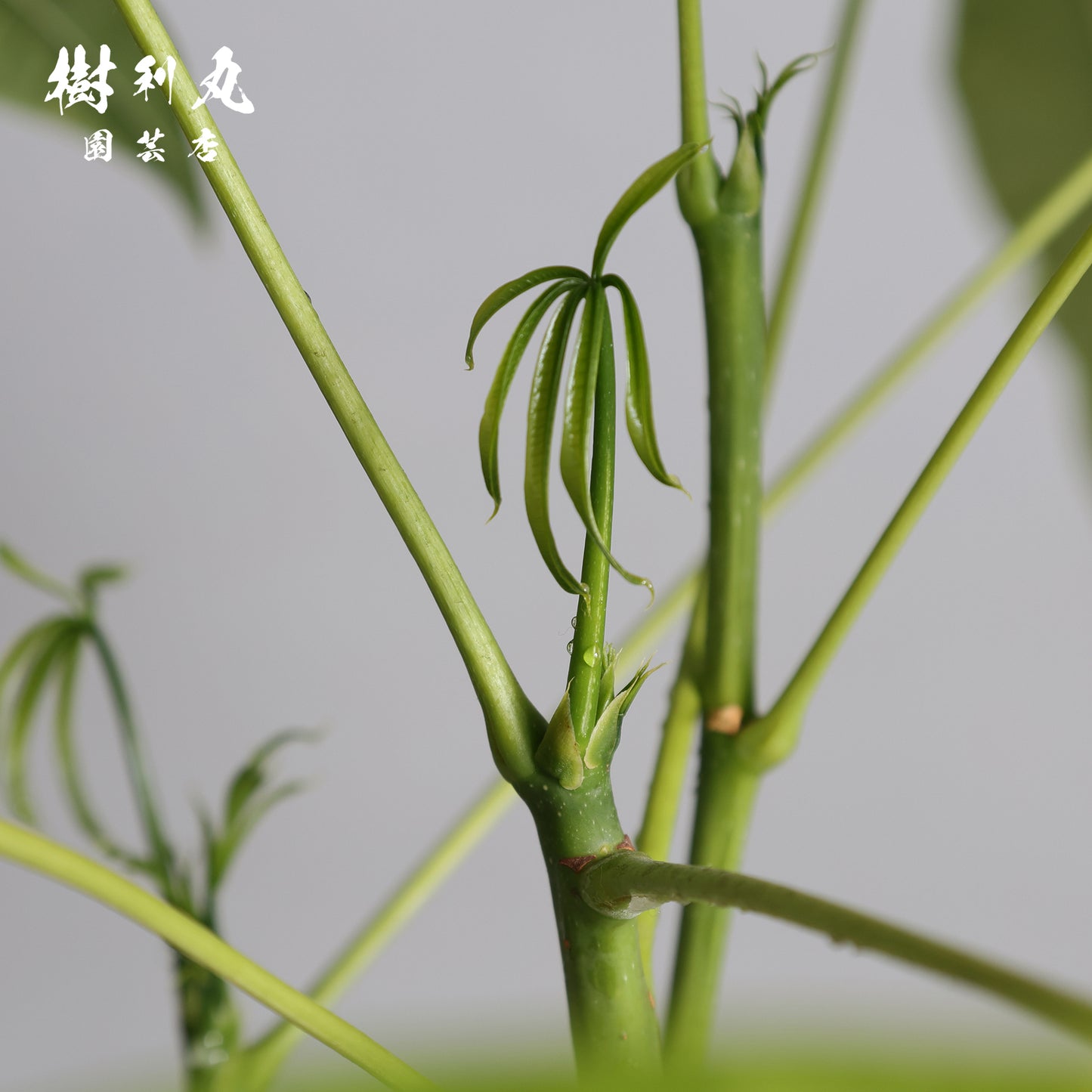 蓄えが、しなやかさを生む - パキラ