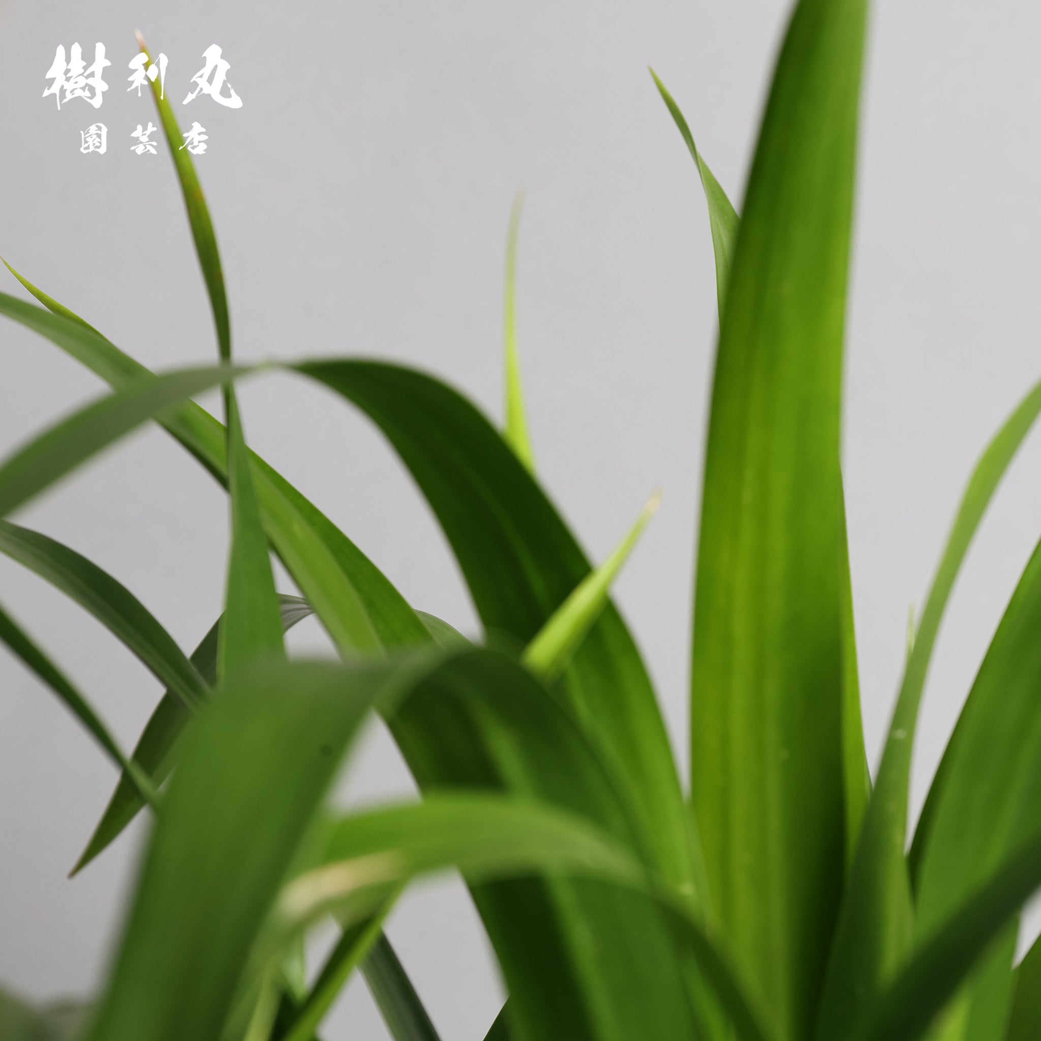 断ち切って、また芽吹く- ドラセナ・パラオ｜ドラセナ｜ 樹利丸 園芸店