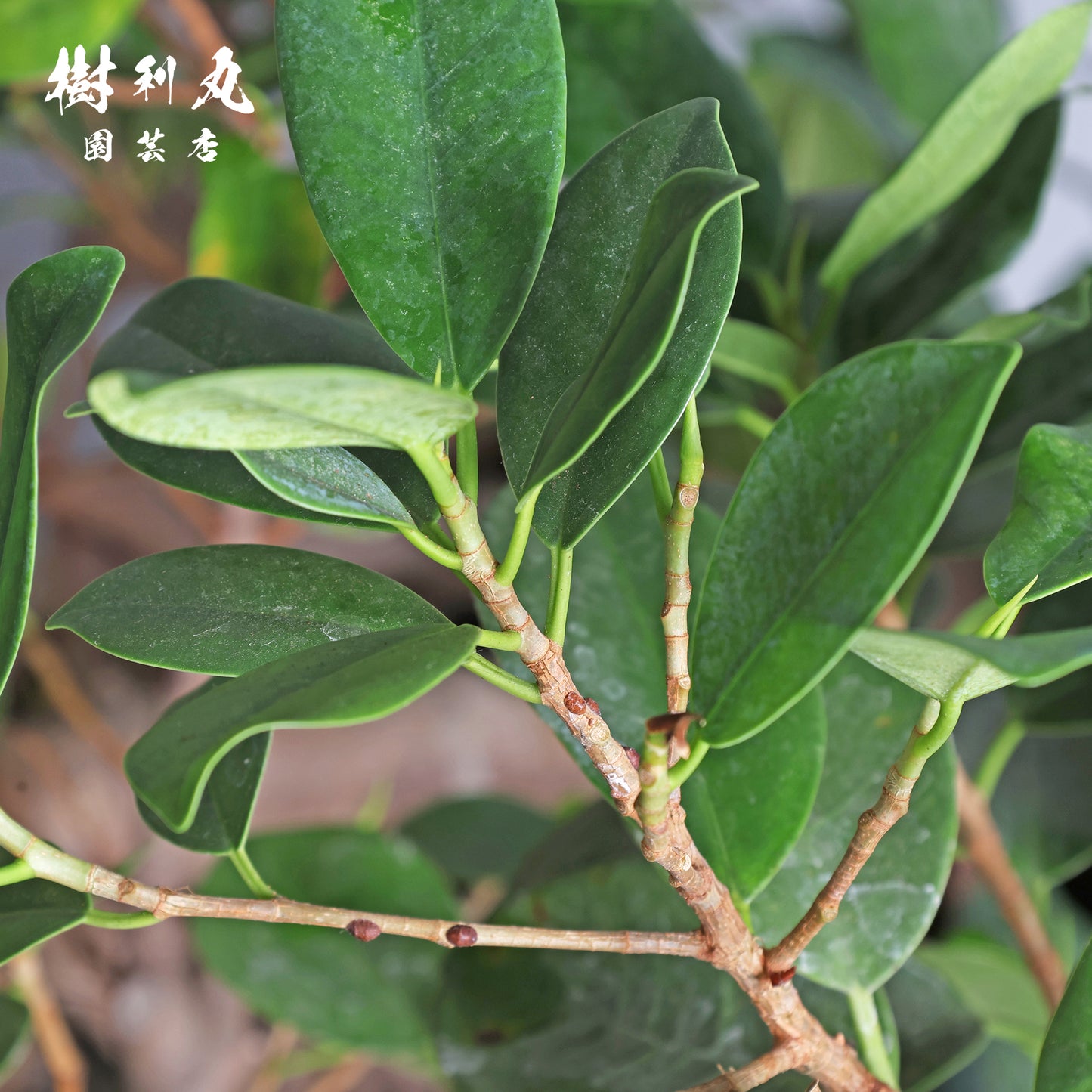 見えない根ほど折れない- ガジュマル