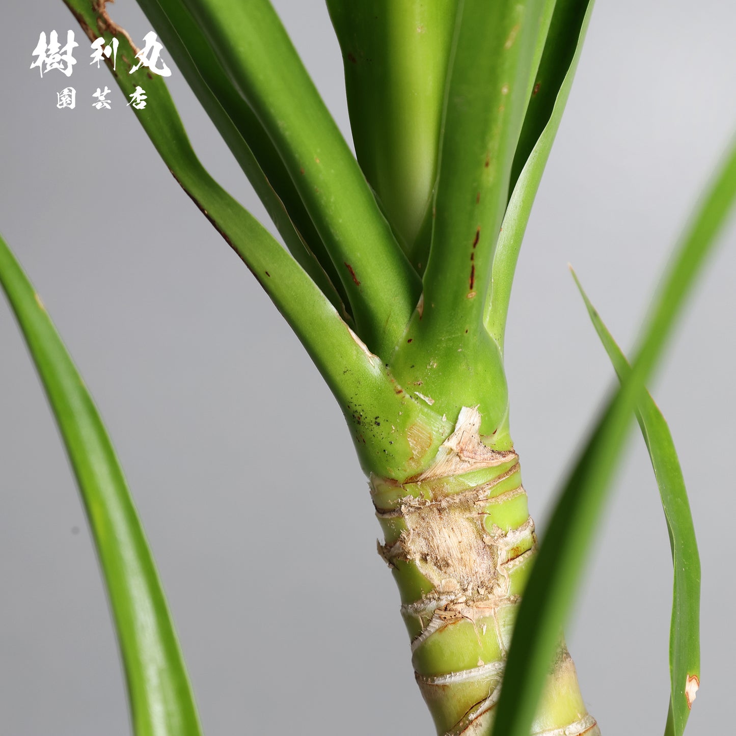 傷が、次の芽を生む- ドラセナ・パラオ