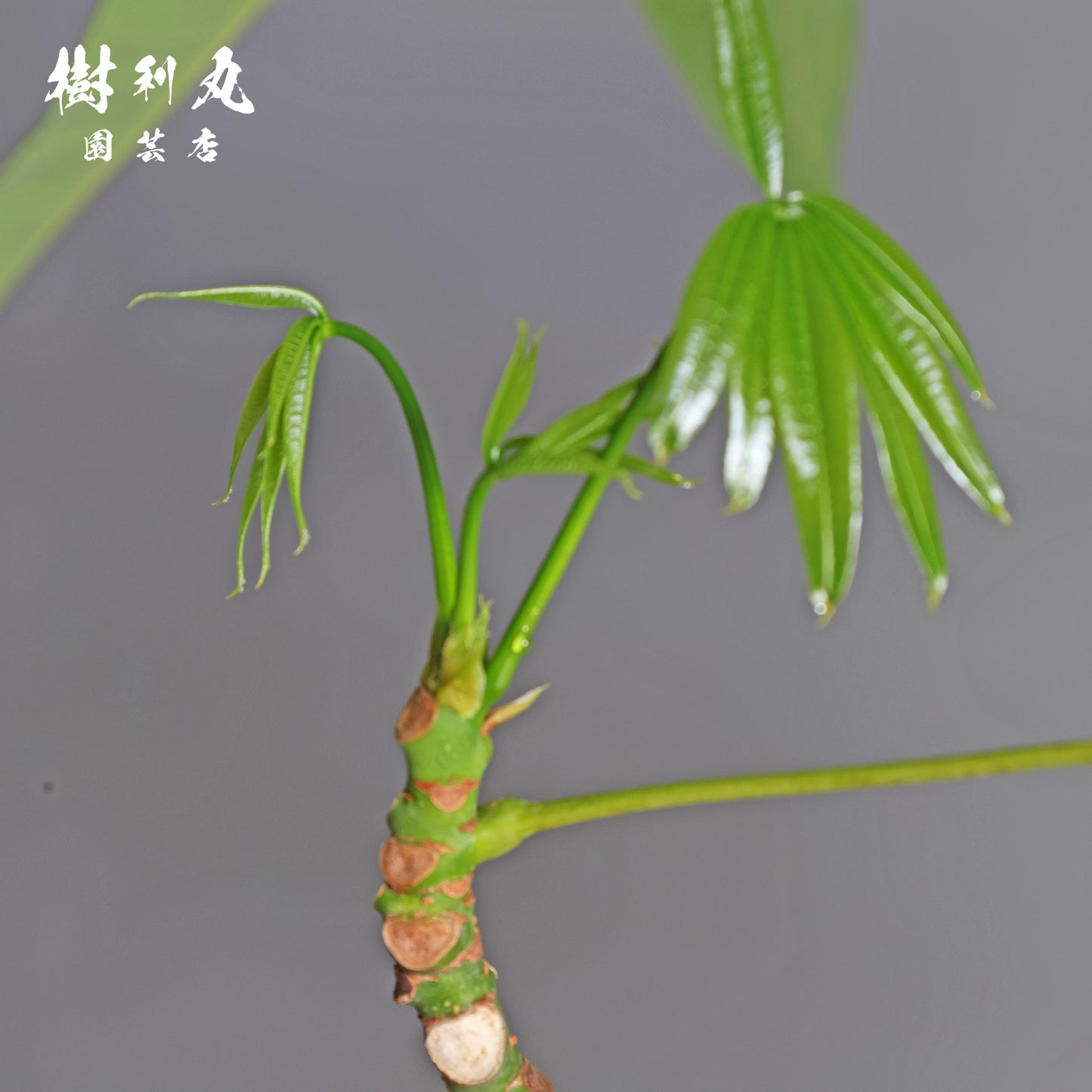 同じ空に伸びていく - パキラ