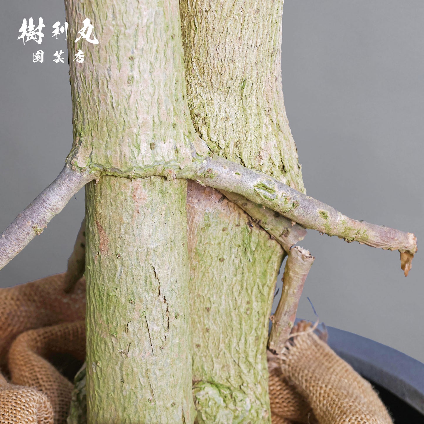 己のかたちで、立てばいい - ドラセナ