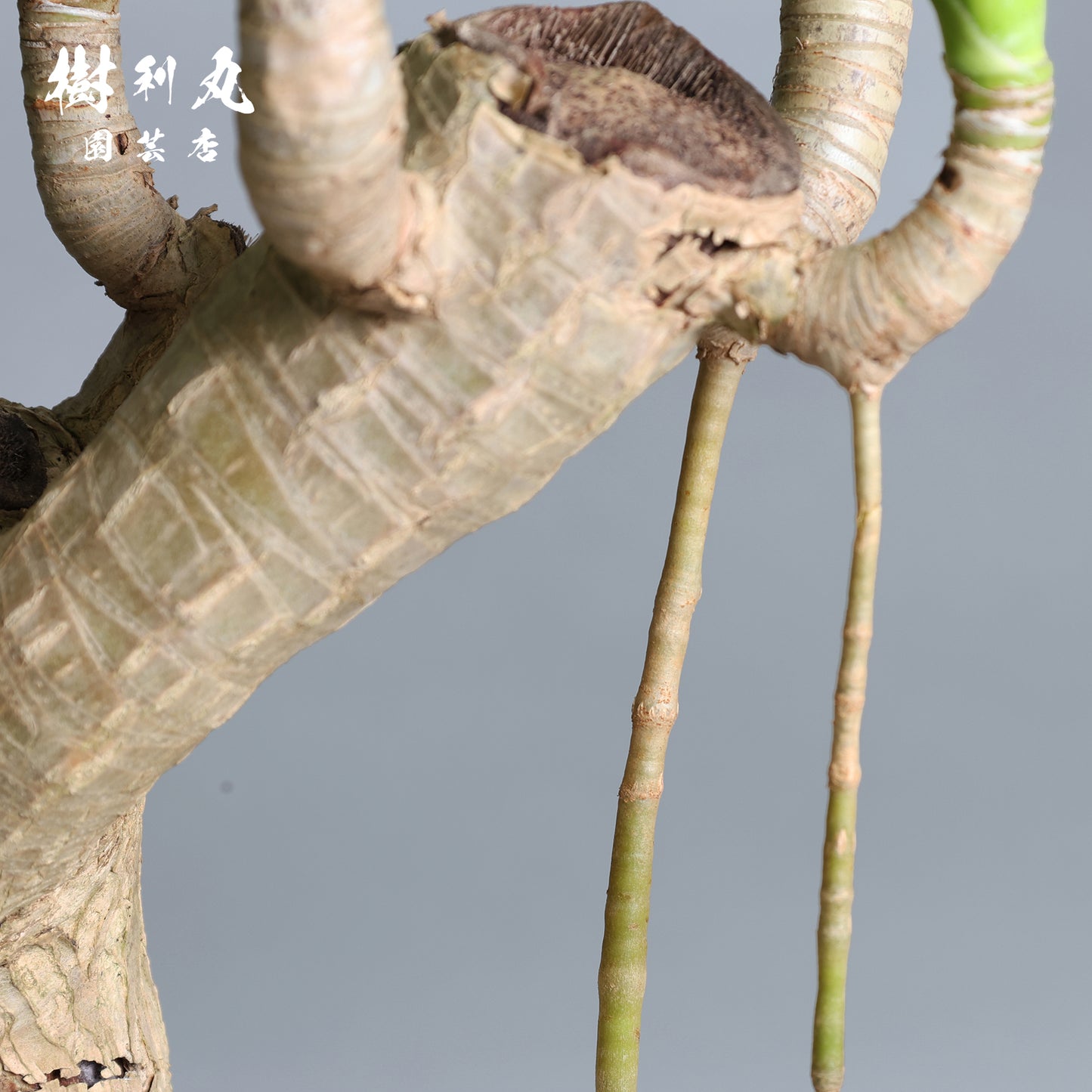 断ち切って、また芽吹く- ドラセナ・パラオ