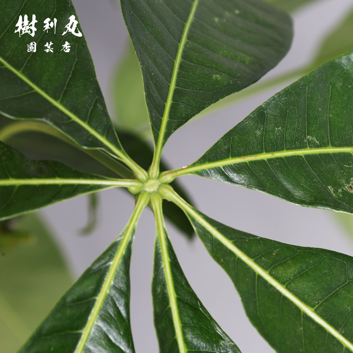 蓄えが、しなやかさを生む - パキラ
