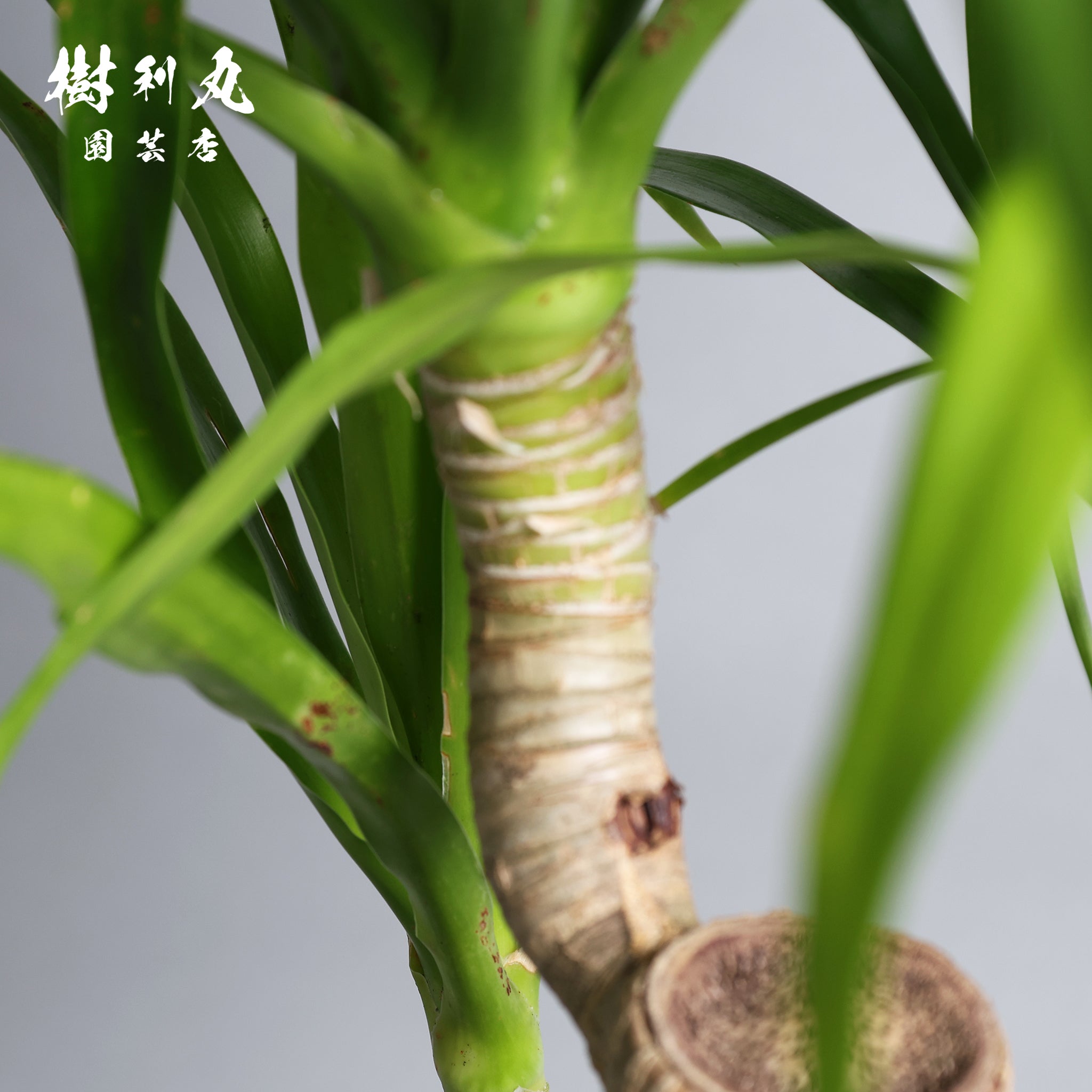 断ち切って、また芽吹く- ドラセナ・パラオ｜ドラセナ｜ 樹利丸 園芸店