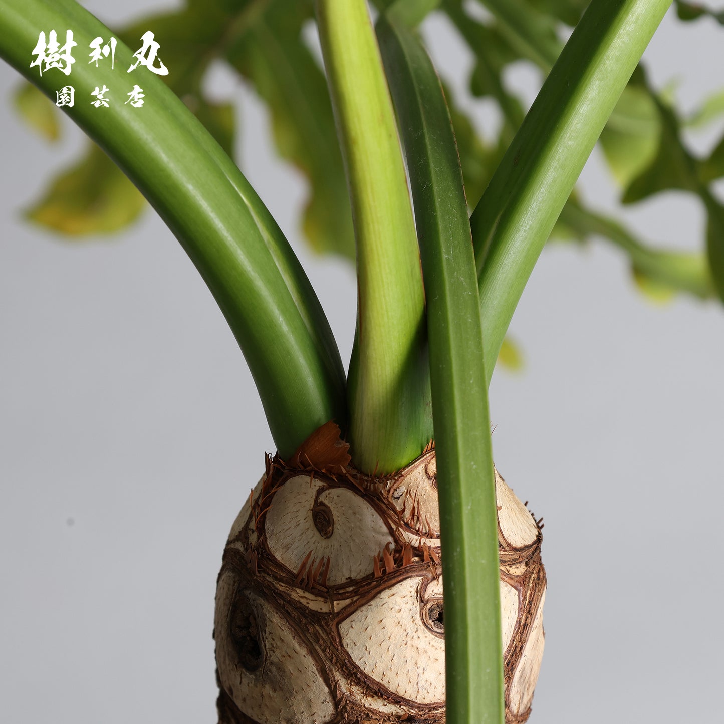 揺らがぬ土台から、広がる - セローム