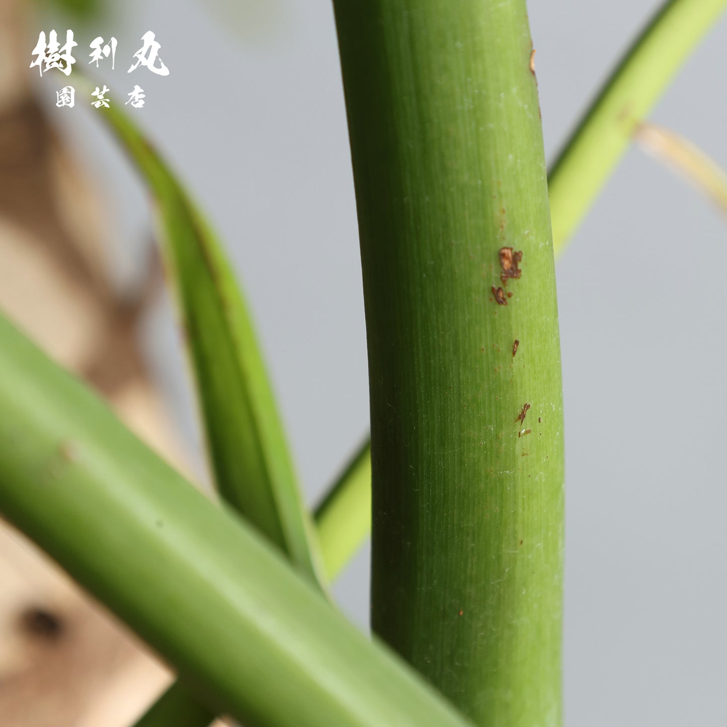 揺らがぬ土台から、広がる - セローム
