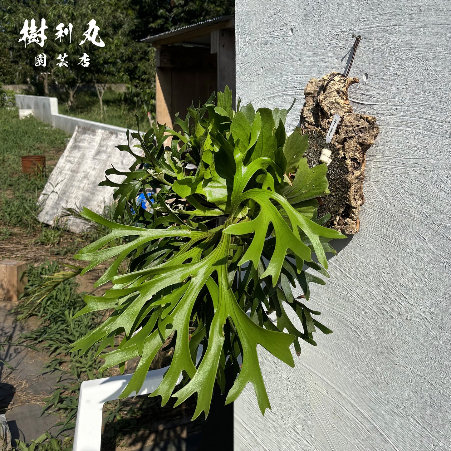 しなやかに,風をいなして光へ - キチャクード