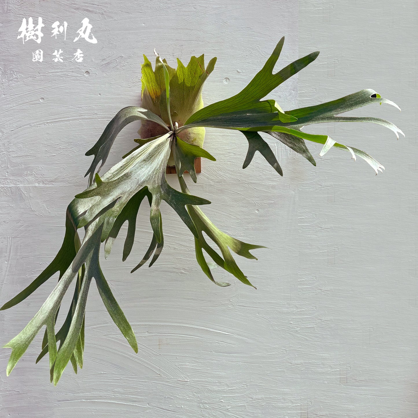 芯を抱き,自由を羽ばたく - アルシコルネ