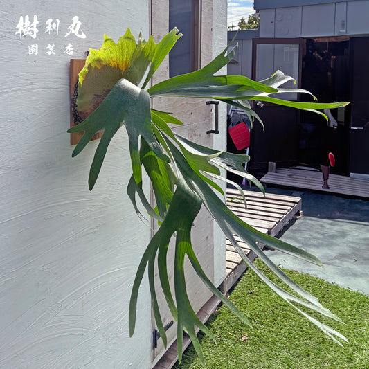 芯を抱き,自由を羽ばたく - アルシコルネ