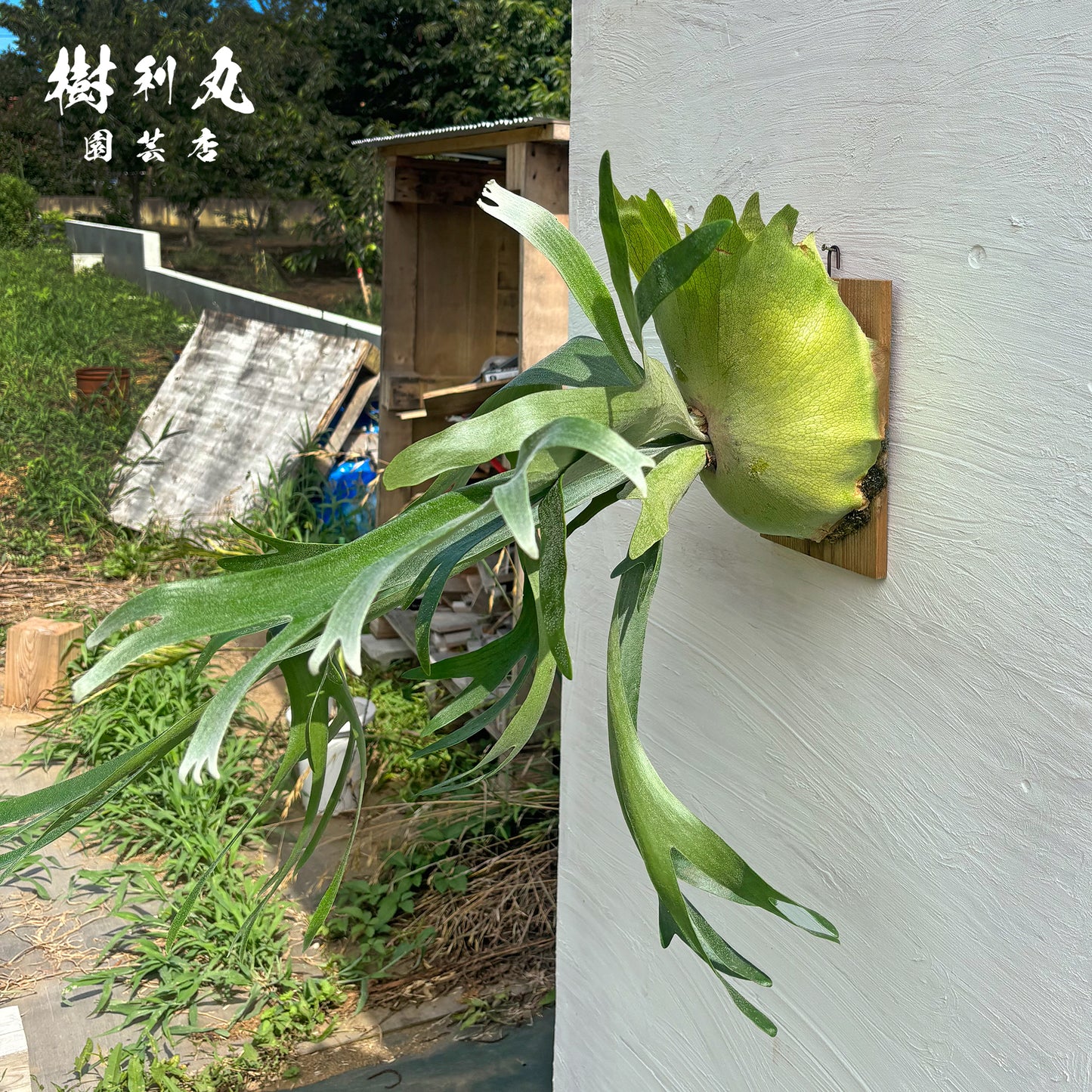 芯を抱き,自由を羽ばたく - アルシコルネ