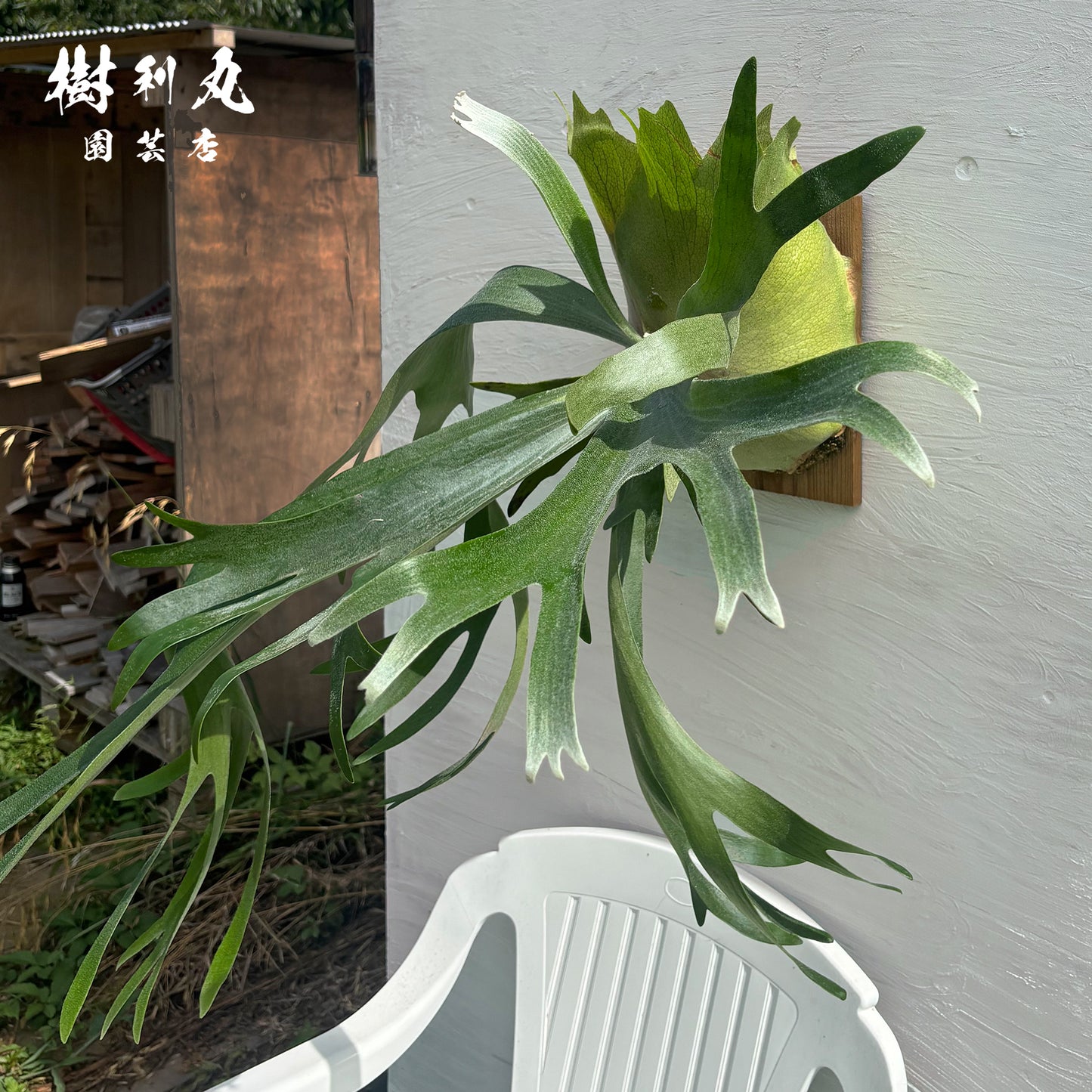 芯を抱き,自由を羽ばたく - アルシコルネ
