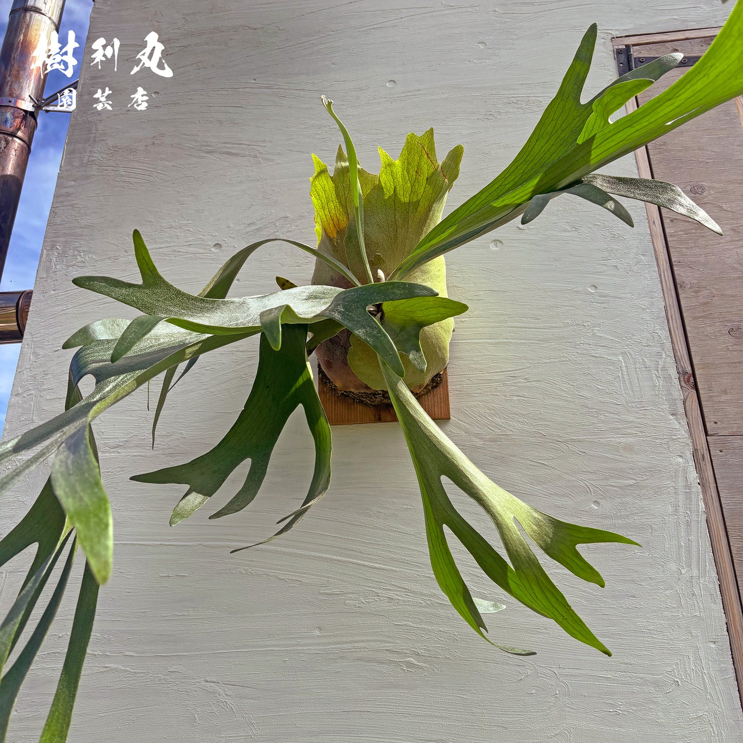 芯を抱き,自由を羽ばたく - アルシコルネ