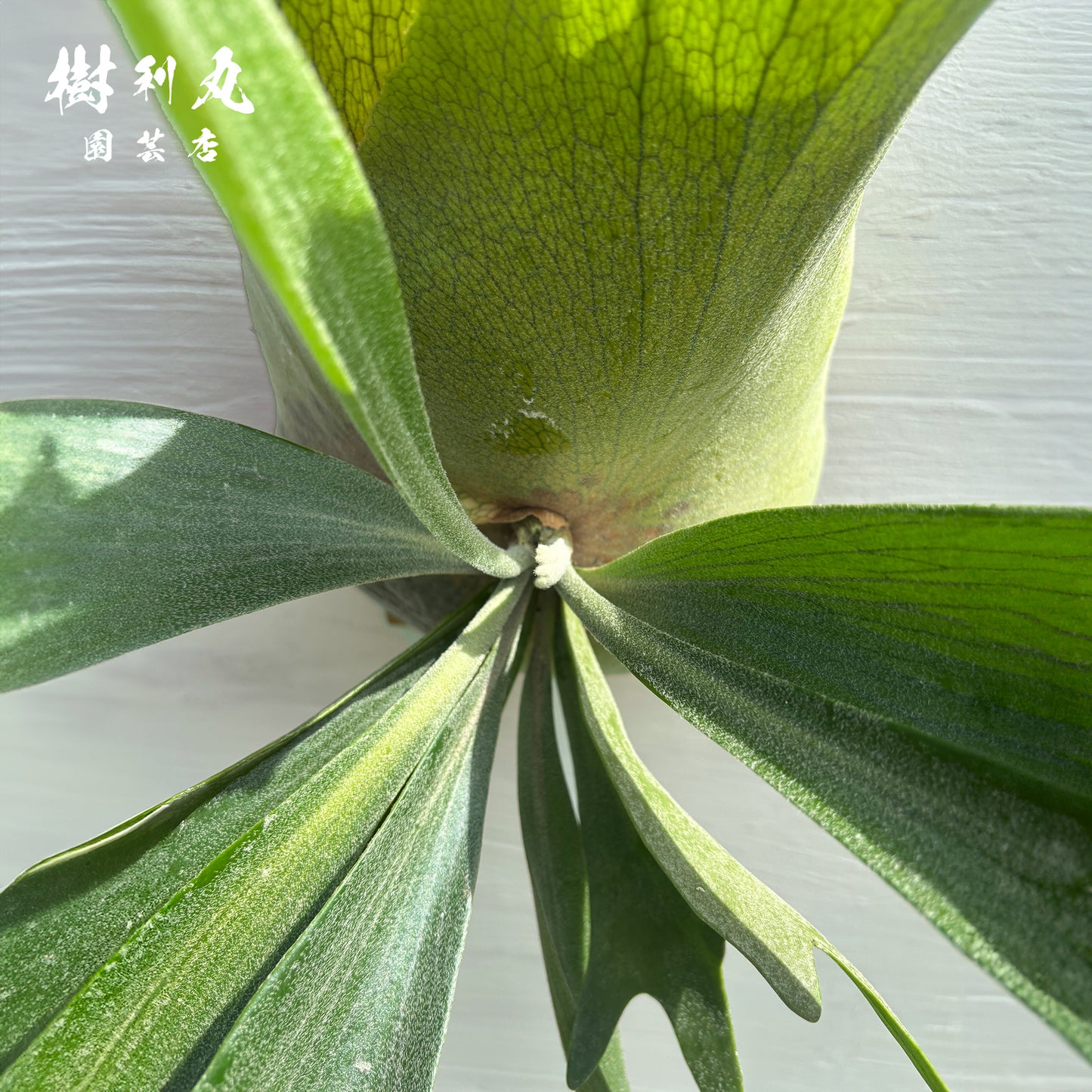 芯を抱き,自由を羽ばたく - アルシコルネ