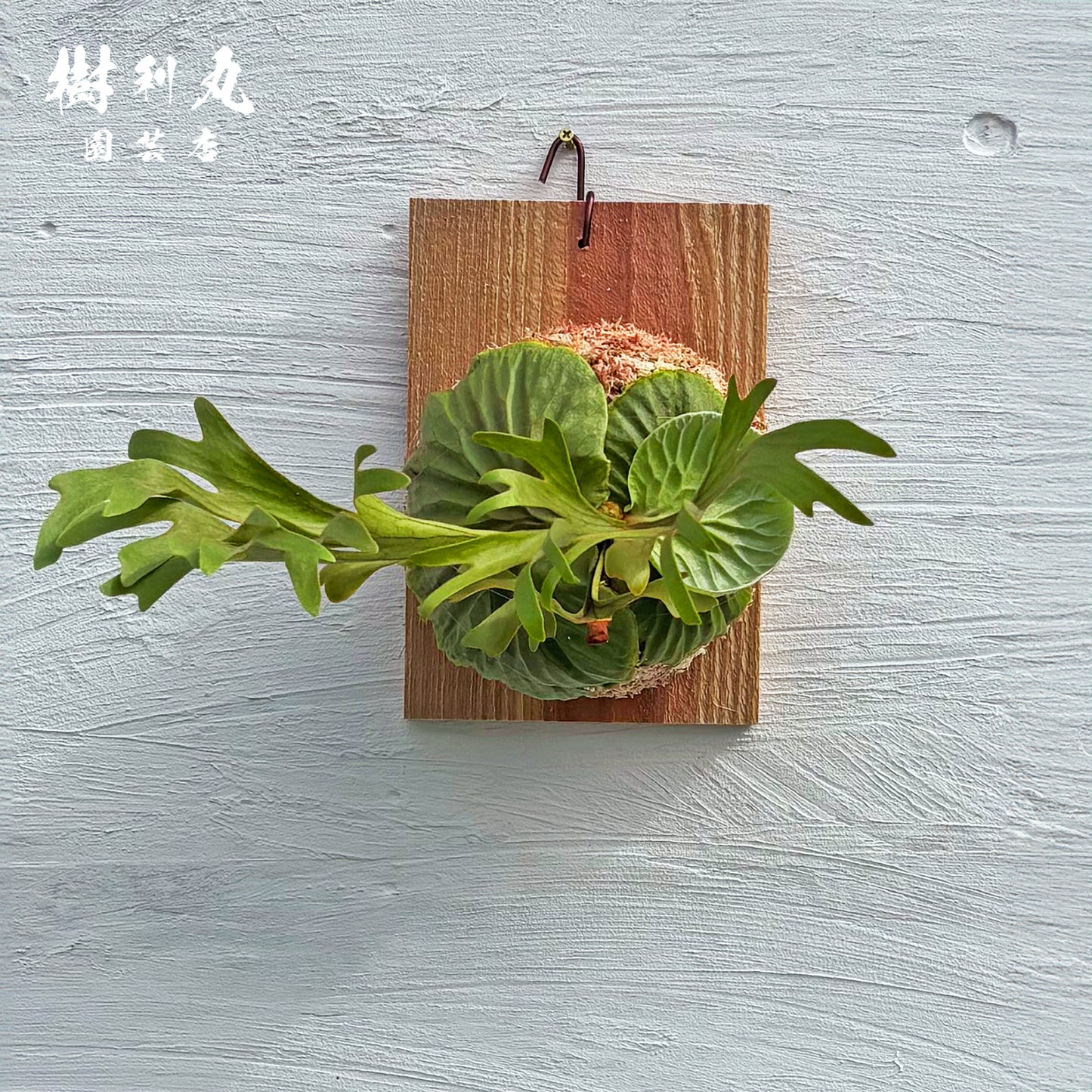 芯は硬く,翼は柔らかく - リドレイ