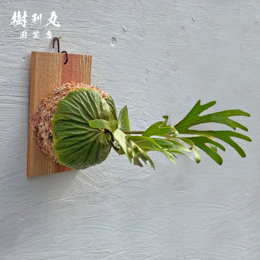 芯は硬く,翼は柔らかく - リドレイ