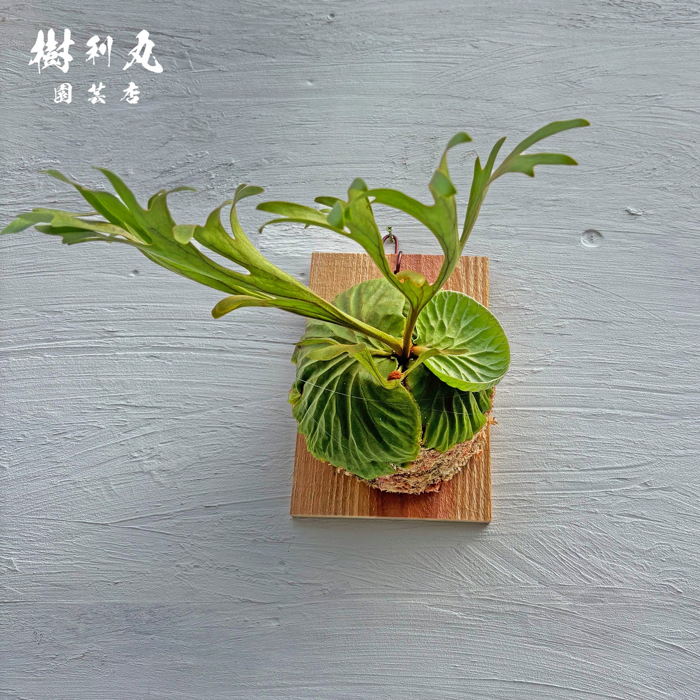 芯は硬く,翼は柔らかく - リドレイ