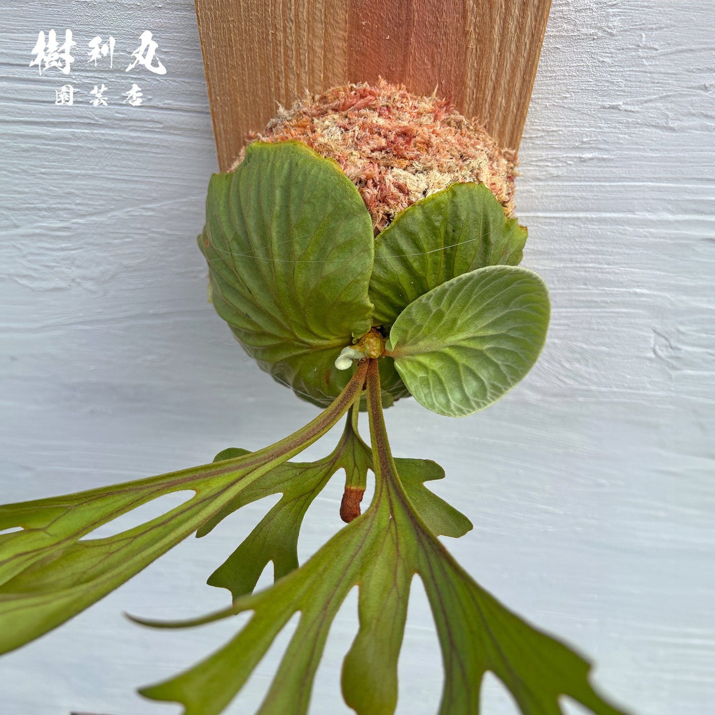 芯は硬く,翼は柔らかく - リドレイ
