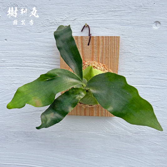 風を受け、翼は自由に- Ｐ.Hillii pumila