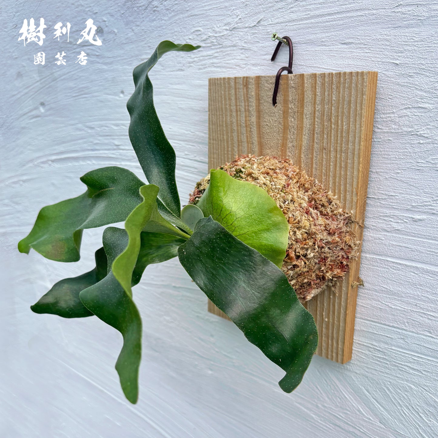 風を受け、翼は自由に- Ｐ.Hillii pumila