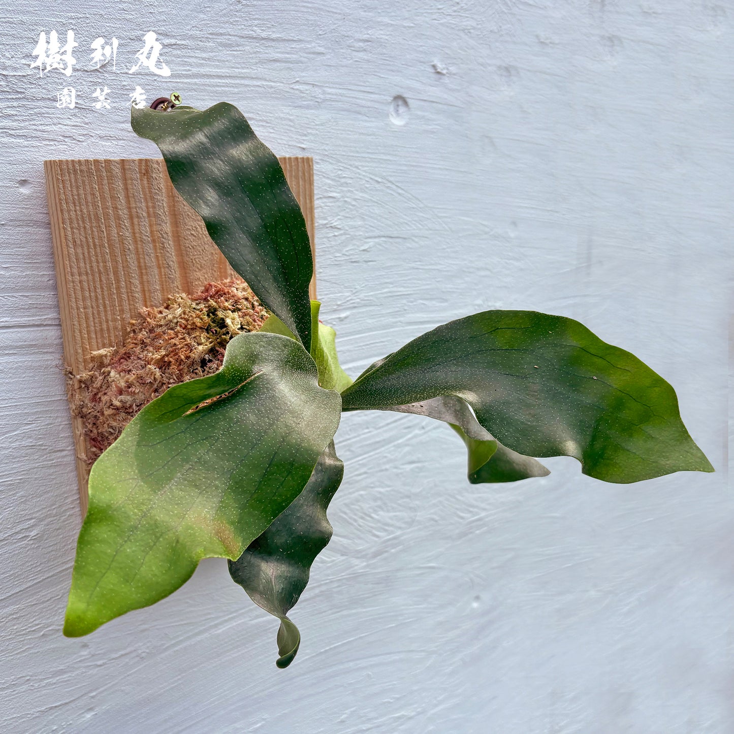 風を受け、翼は自由に- Ｐ.Hillii pumila