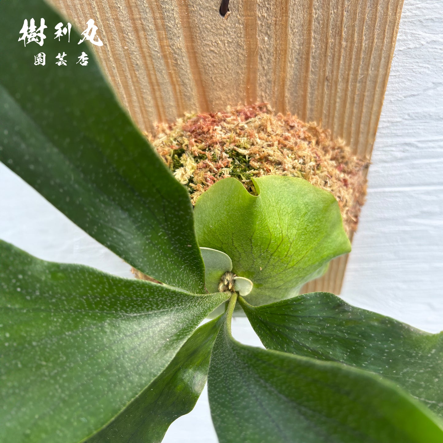 風を受け、翼は自由に- Ｐ.Hillii pumila