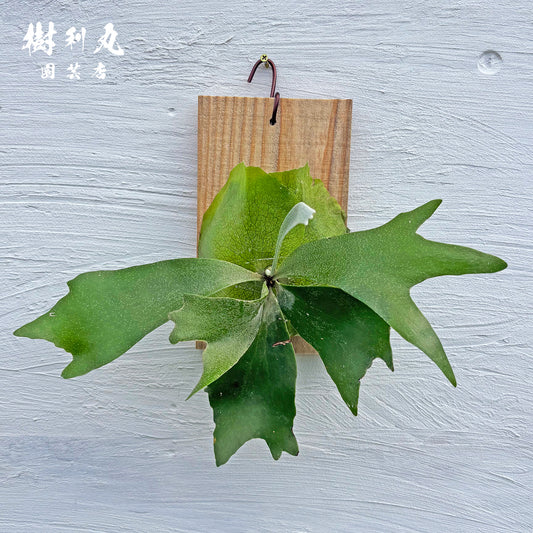 しなやかに、角を広げて- Ｐ.netherlands