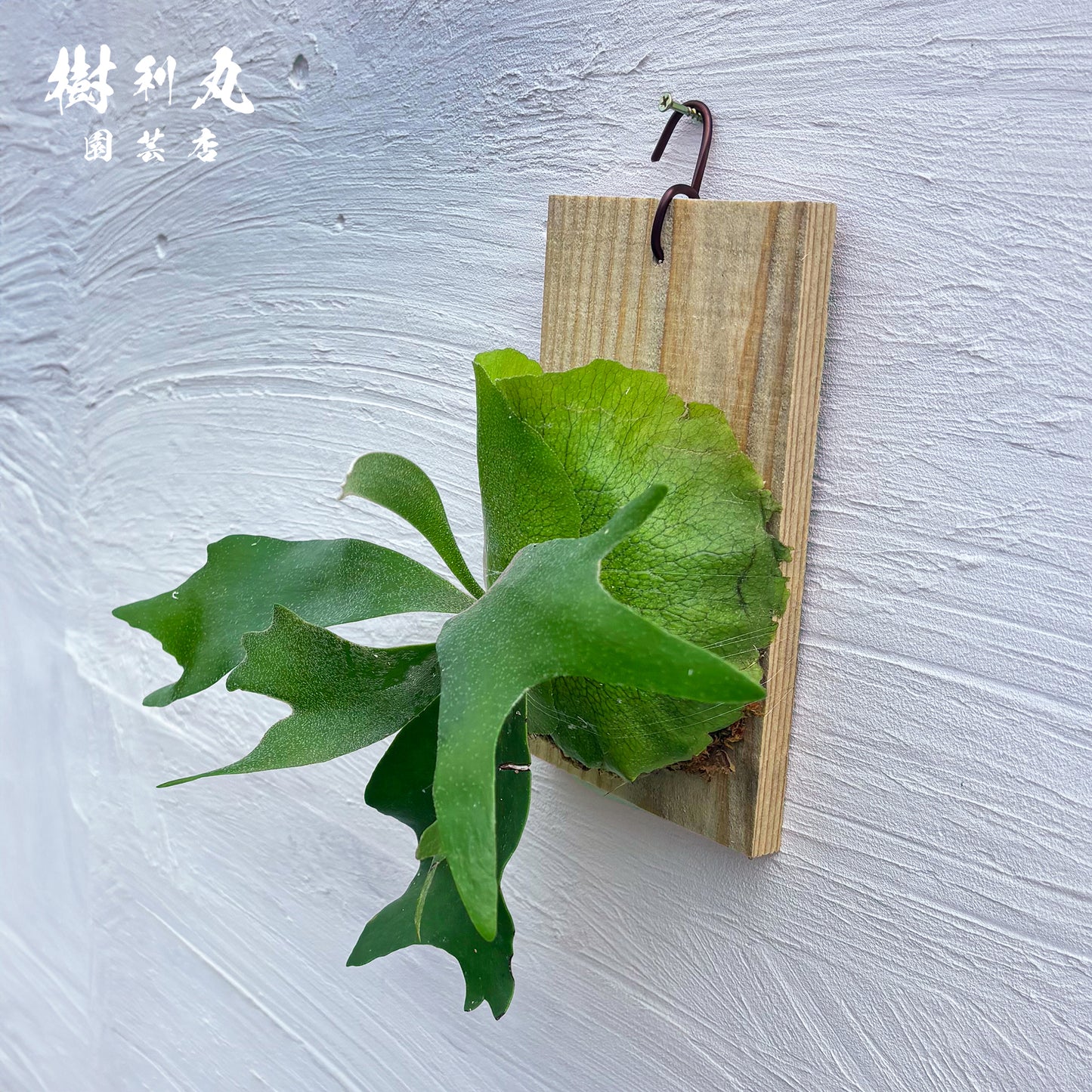 しなやかに、角を広げて- Ｐ.netherlands