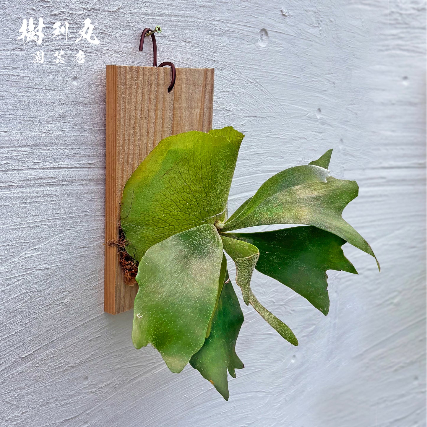 しなやかに、角を広げて- Ｐ.netherlands