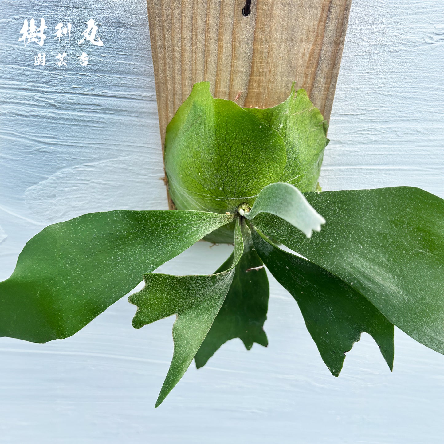 しなやかに、角を広げて- Ｐ.netherlands