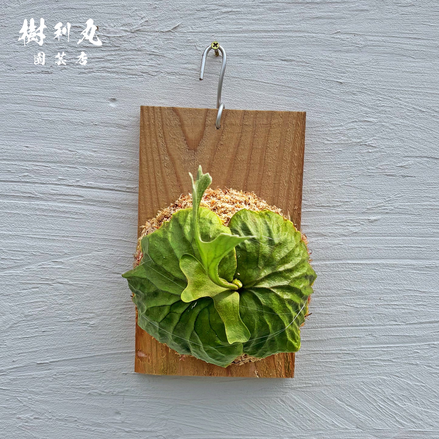 逆境を抱き、上を向く- リドレイ