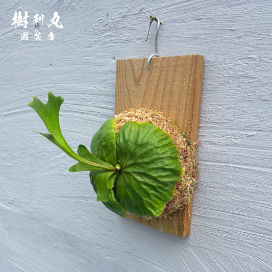 逆境を抱き、上を向く- リドレイ