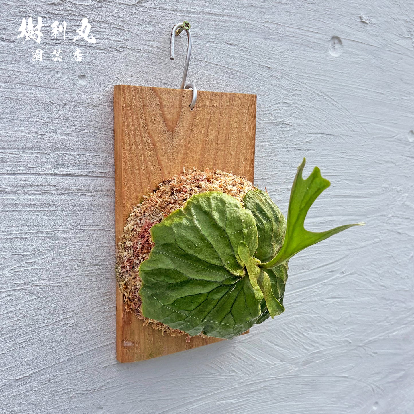 逆境を抱き、上を向く- リドレイ