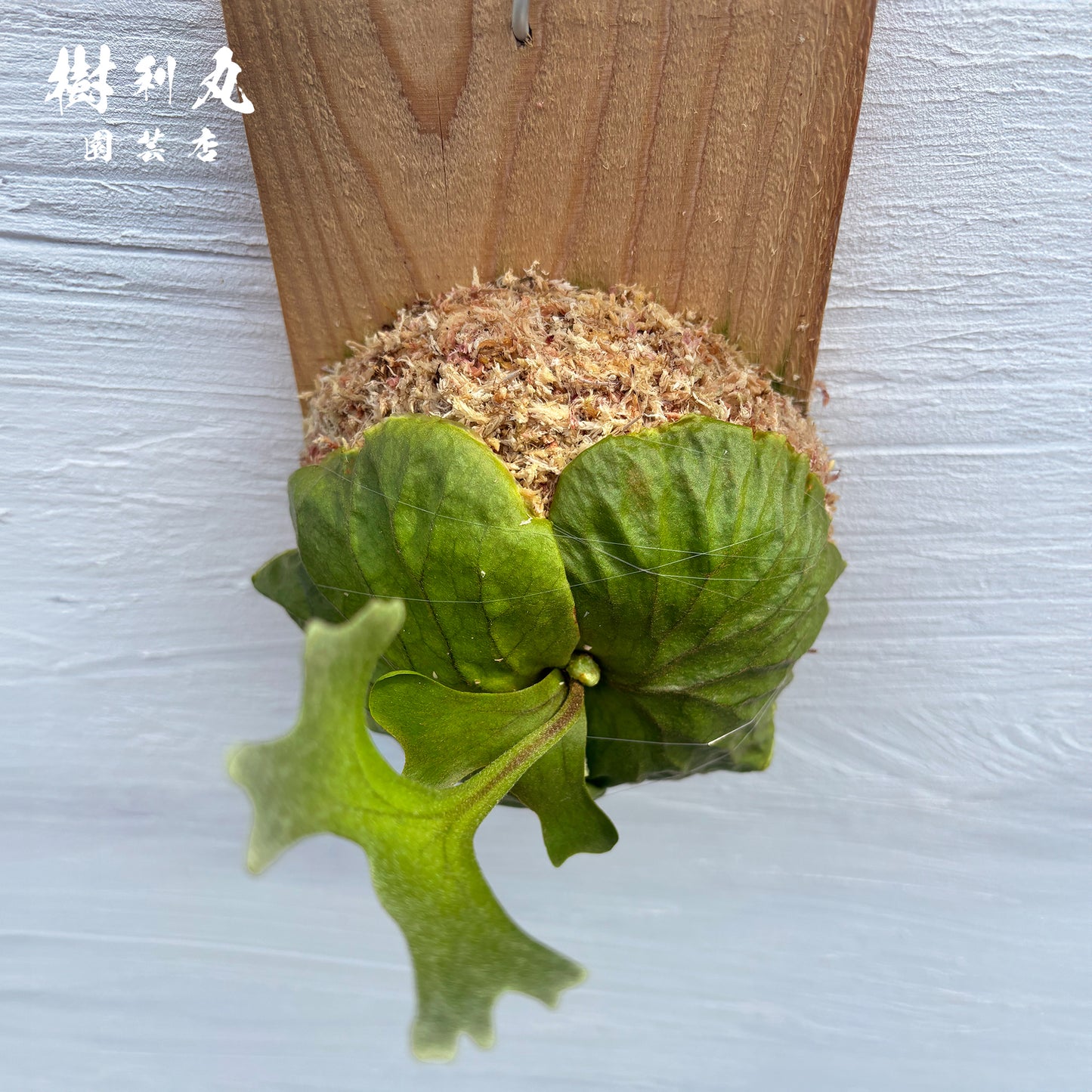 逆境を抱き、上を向く- リドレイ