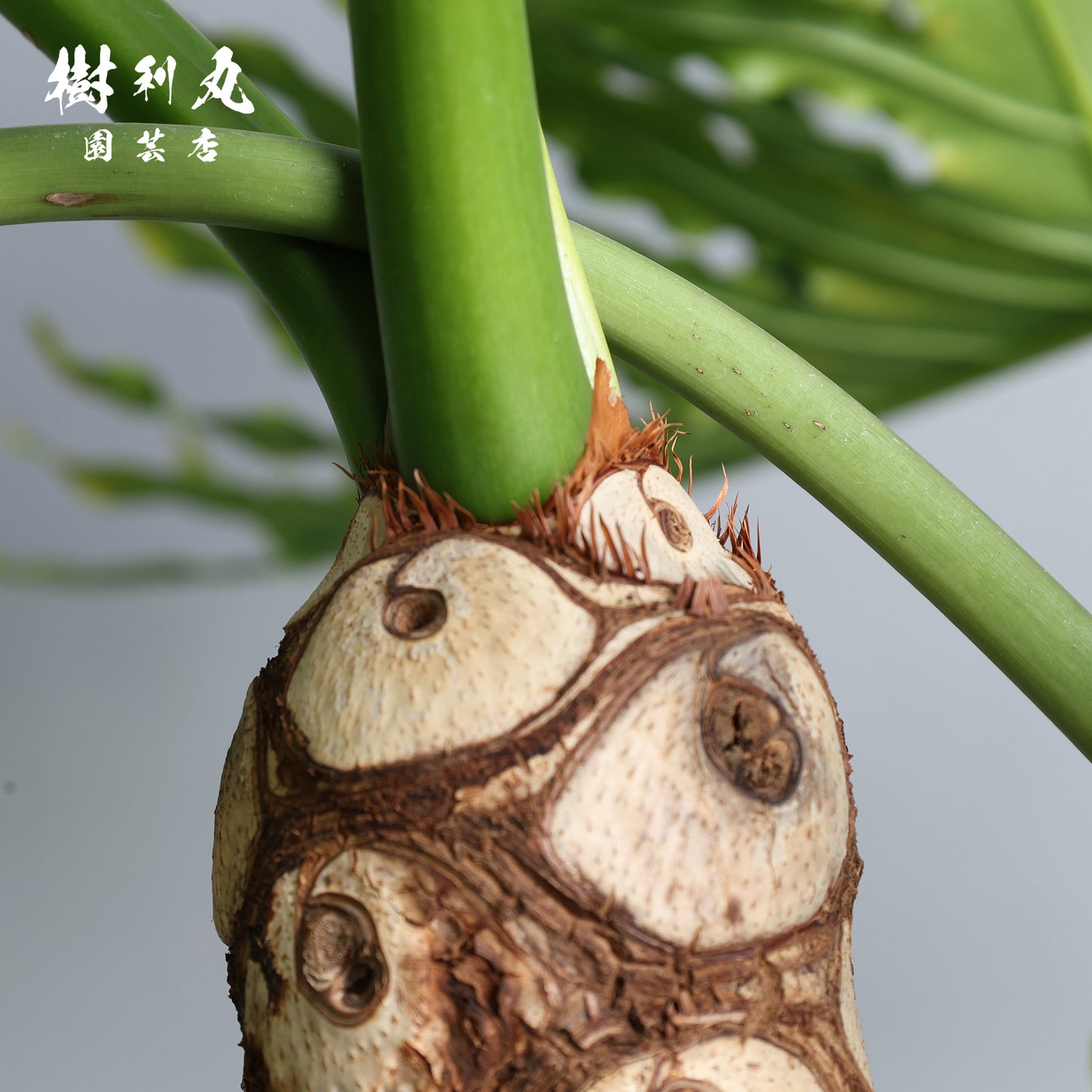 揺らがぬ土台から、広がる - セローム