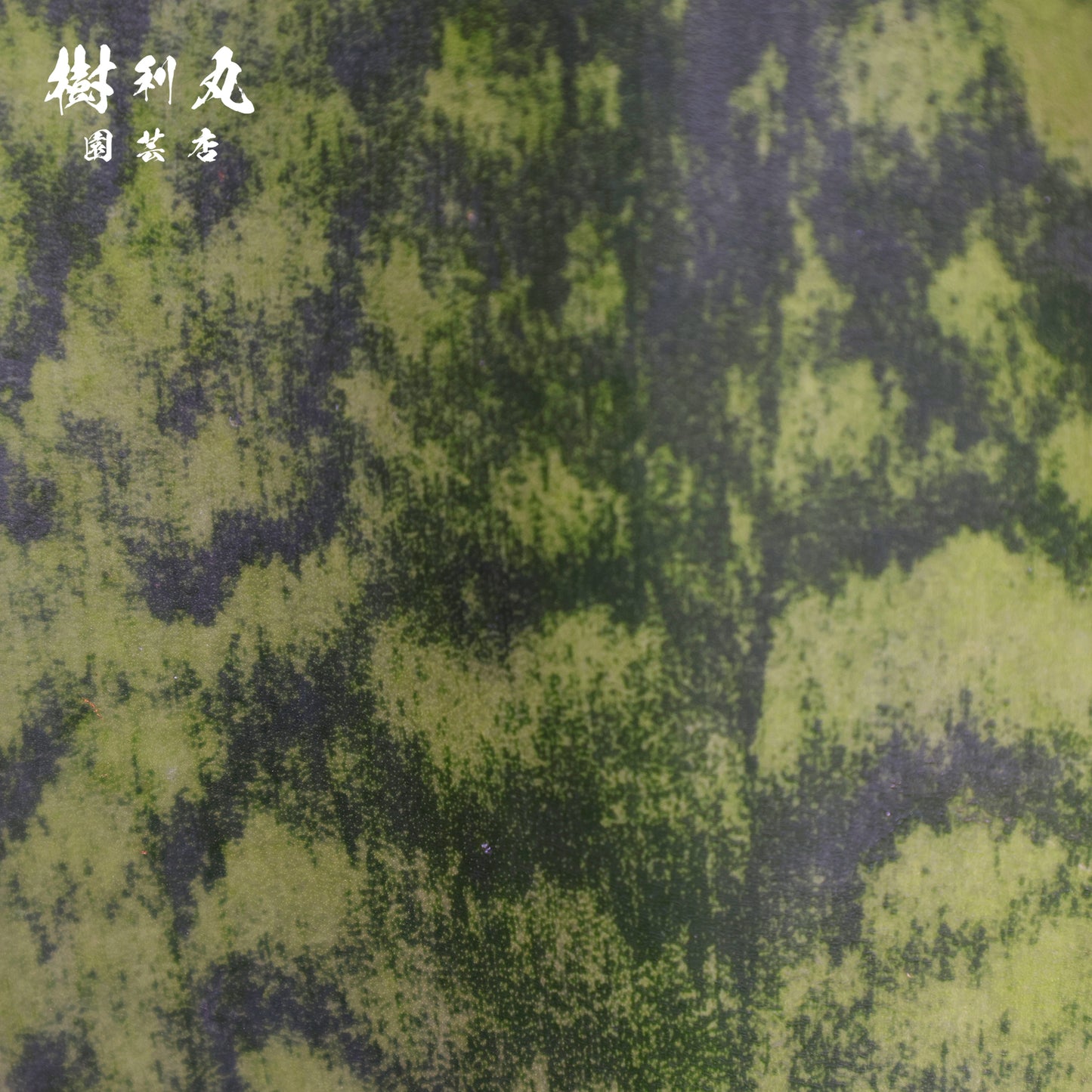 一枚の葉に宿る圧倒 - サンスベリア（マソニアーナ）