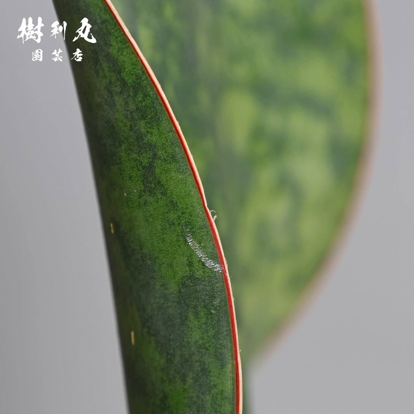 一枚の葉に宿る圧倒 - サンスベリア（マソニアーナ）
