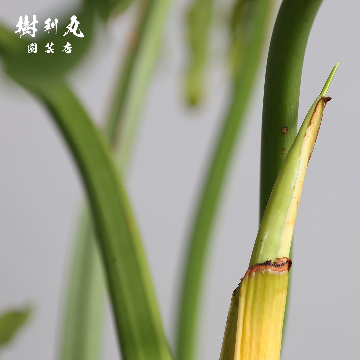 揺らがぬ土台から、広がる - セローム