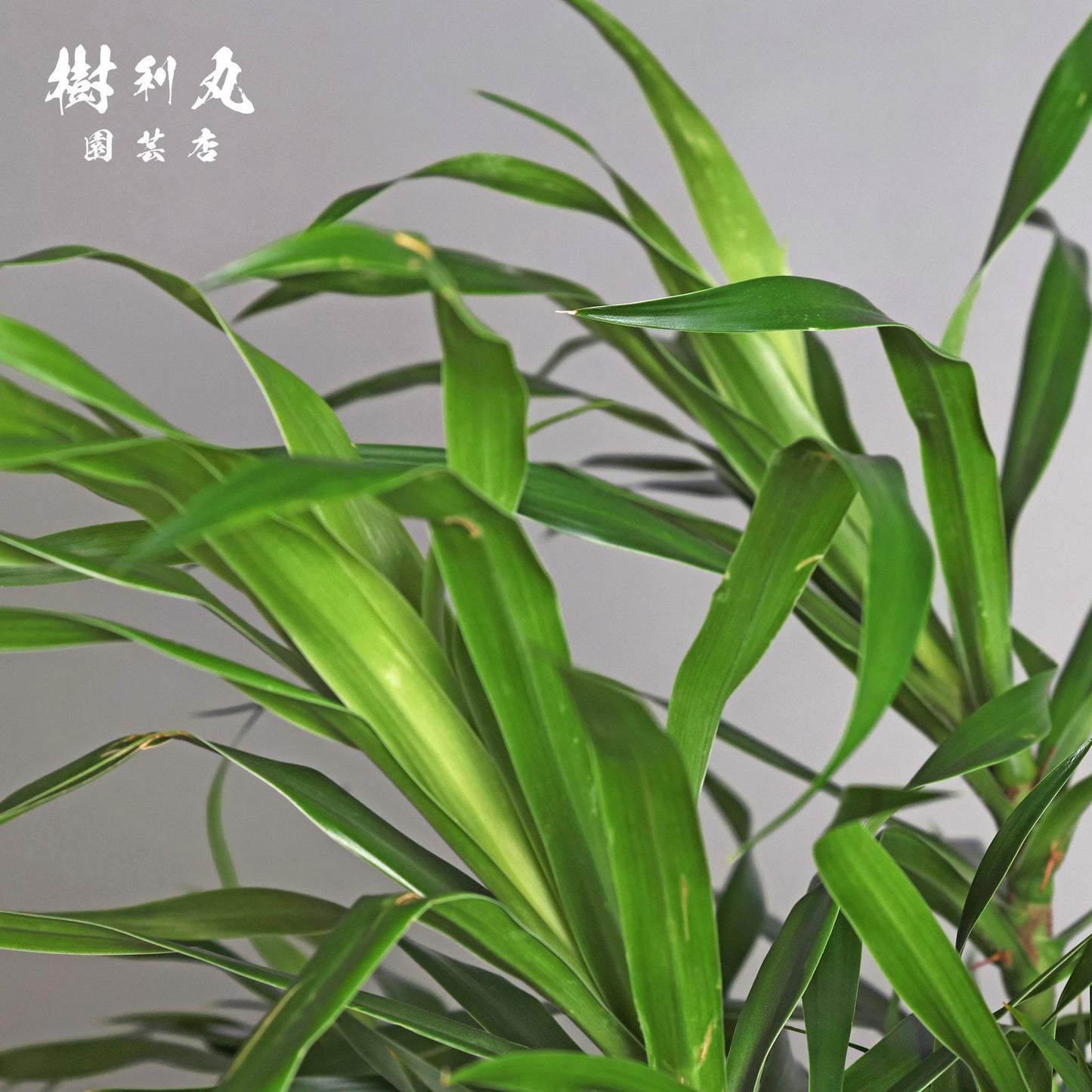 己のかたちで、立てばいい - ドラセナ