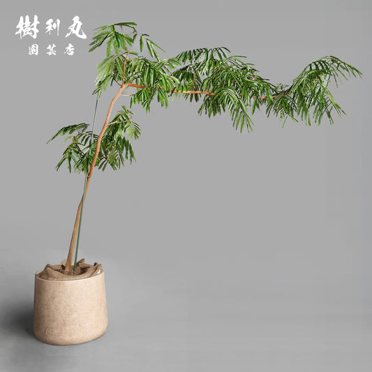 しなやかさは強さを超える - エバーフレッシュ