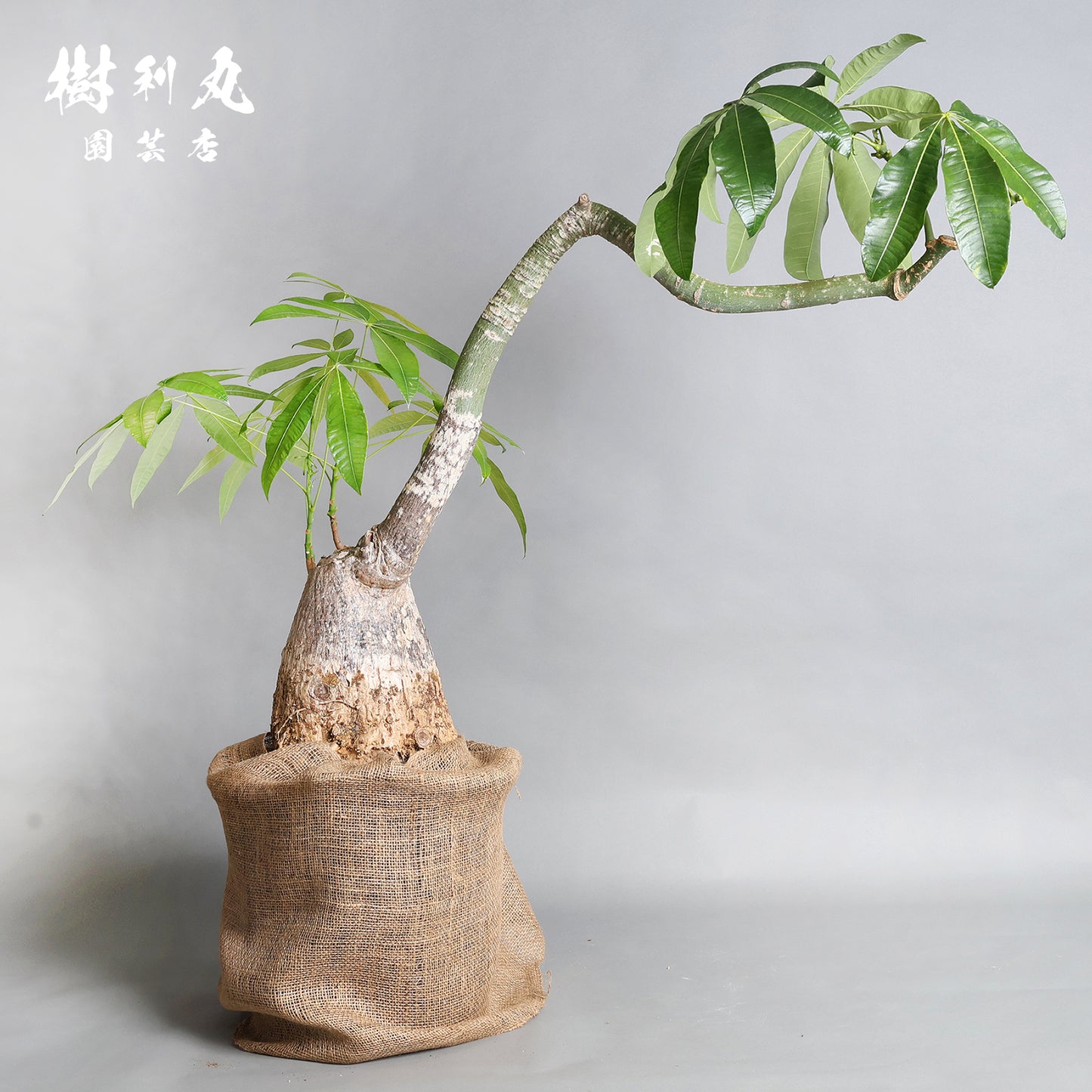 蓄えが、しなやかさを生む - パキラ